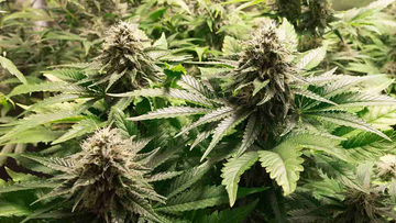 How Many Weed Strains Are There?